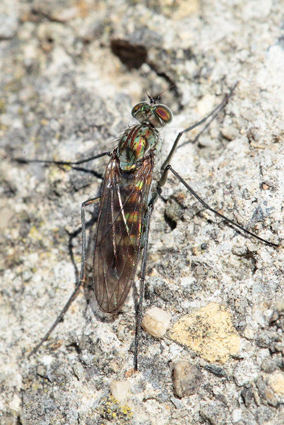 Dolichopodidae:  Liancalus virens